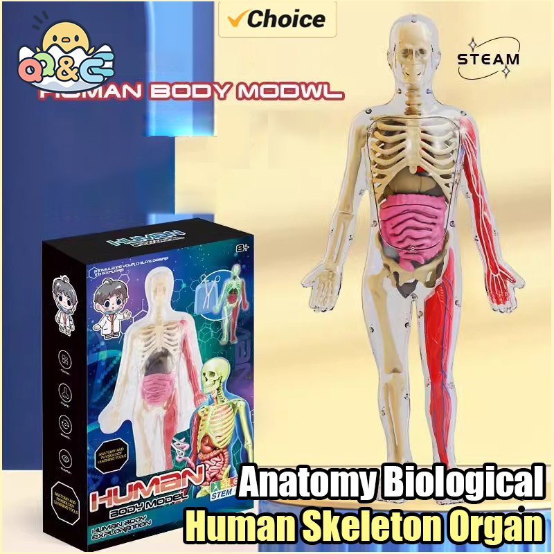 Human Skeleton Organ Anatomy B - Musical Instrument Game ulasan dan harga
