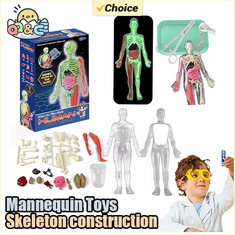Human Skeleton Organ Anatomy B - Musical Instrument Game ulasan dan harga