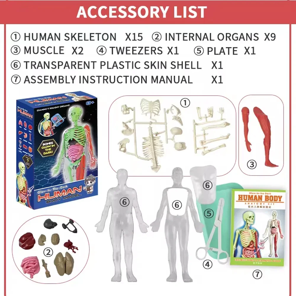 Human Skeleton Organ Anatomy B - Musical Instrument Game ulasan dan harga